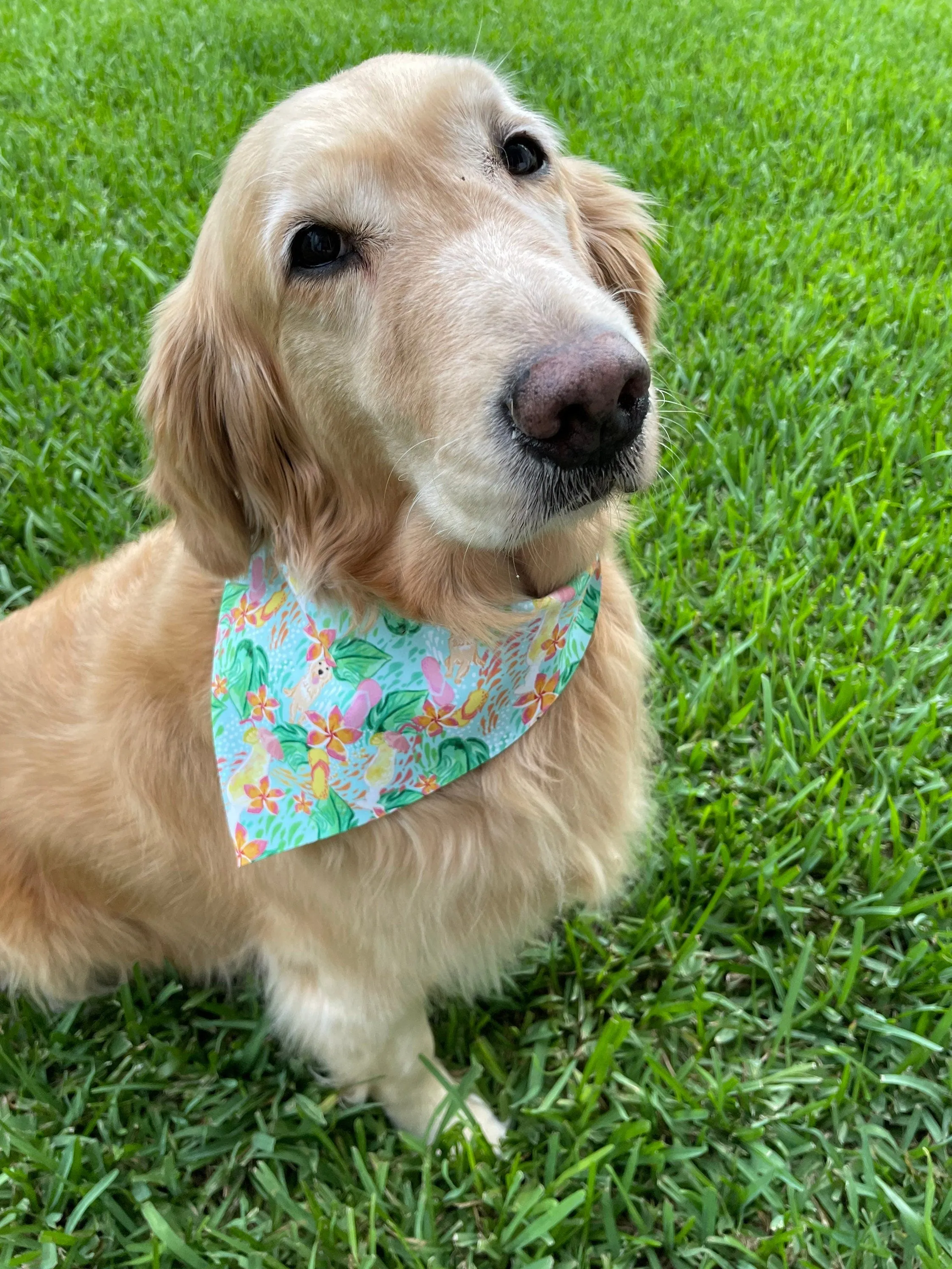 Daiquiri Days of Summer Bandana