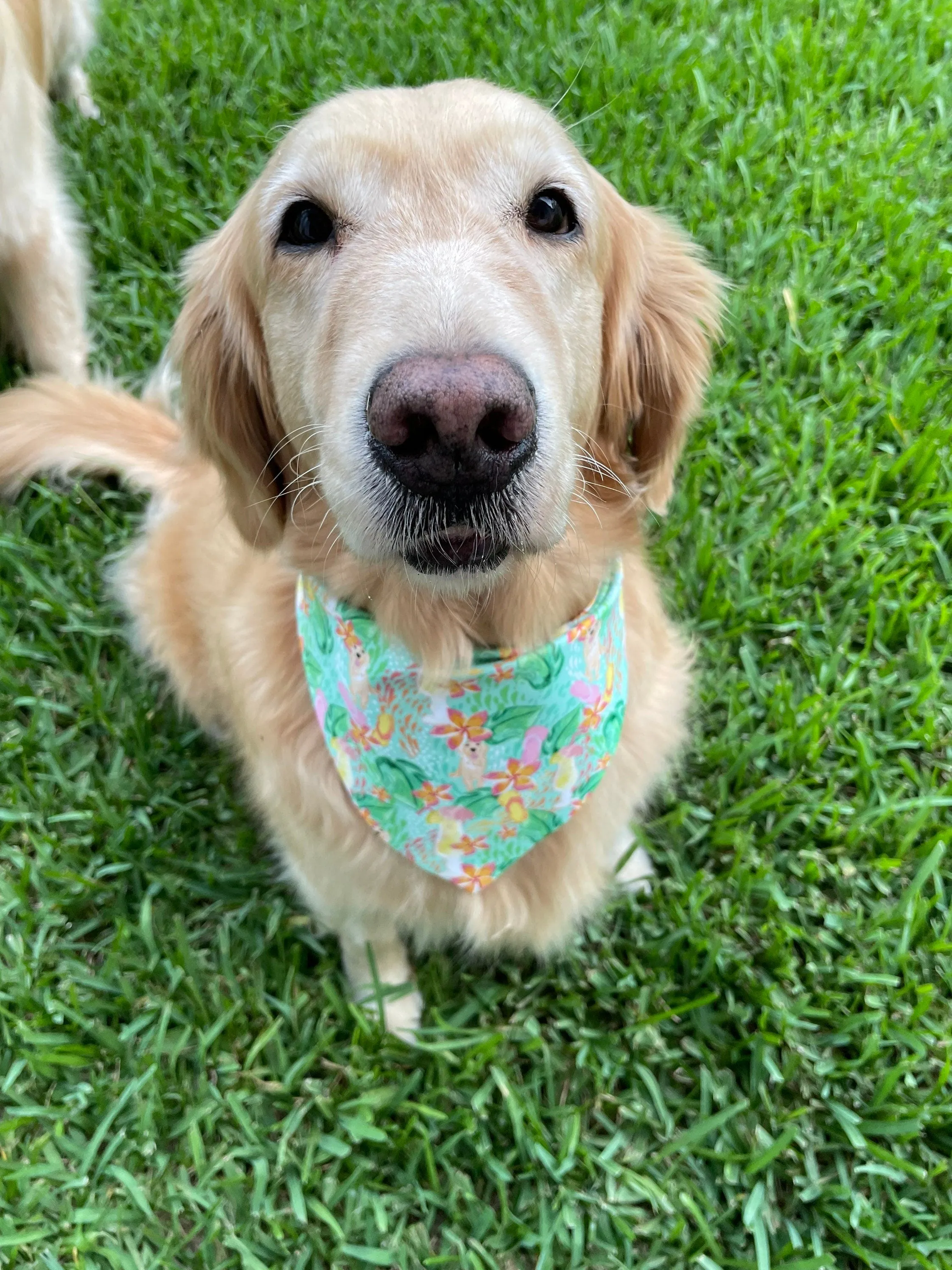 Daiquiri Days of Summer Bandana